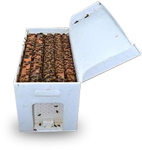 Bee colonies for sale