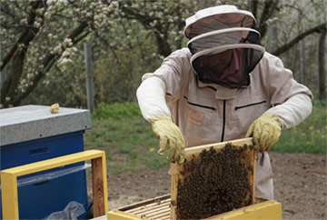 Bee hive management