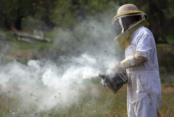 Bee hive removal