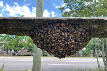 Bee swarm catching
