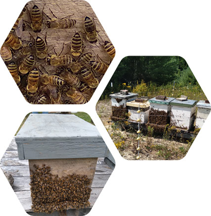 Oak & Stone Apiaries